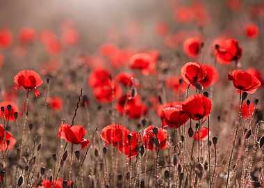 Field of Red Poppies