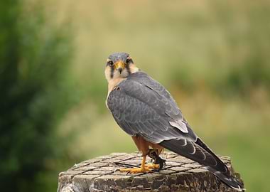 Eurasian Hobby Bird Portrait