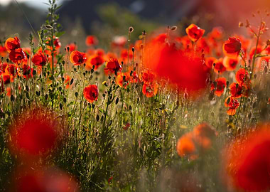 Field of Red Poppies in Bloom