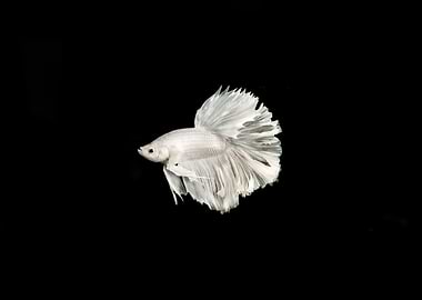 White Betta Fish on Black Background