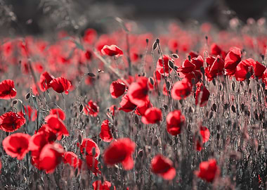Field of Red Poppies