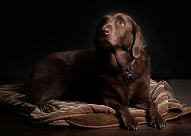 Chocolate Labrador Retriever Portrait