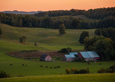 Rural Landscape with Farm and Cattle