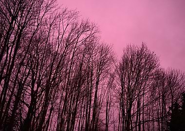 Bare Trees Against Pink Sky