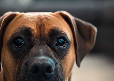Close-up of a Boxer