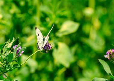 White Butterfly on Alfalfa Flowers