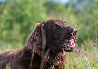 Brown Dog in Grassy Field