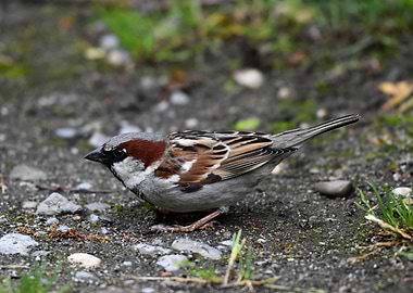 Sparrow on the Ground
