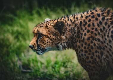 Cheetah Portrait at Edinburgh Zoo