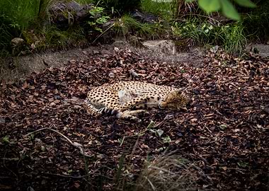 Sleeping Cheetah at Edinburgh Zoo