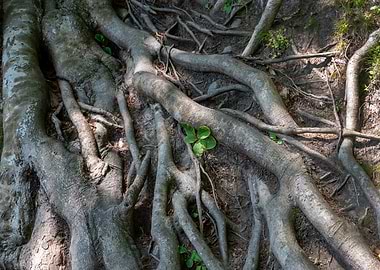 Exposed Tree Roots