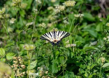 Stripped Butterfly on Greenery