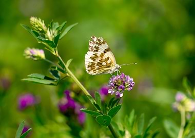 Butterfly on Purple Alfalfa Flowers