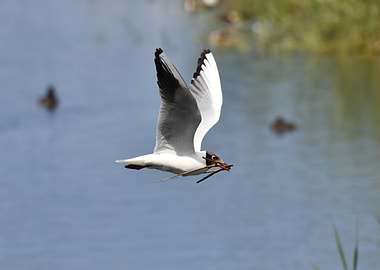 Seagull in Flight with Nesting Material