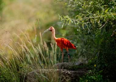 Scarlet Ibis in Natural Habitat