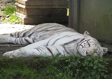 Resting White Tiger