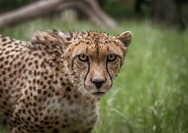 Cheetah portrait at Edinburgh Zoo