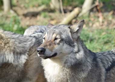 Wolf Portrait in Natural Setting