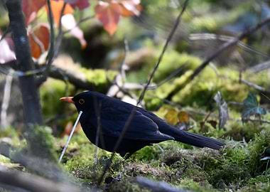 Blackbird in Mossy Woodland