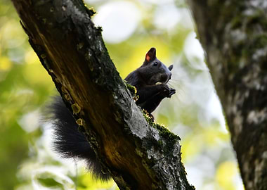 Squirrel eating on a tree branch