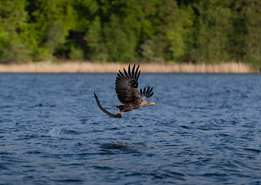 White-Tailed Eagle catching eel