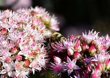 Bee on Pink and White Flowers