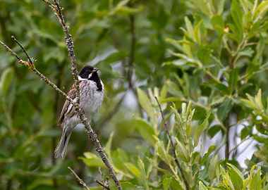 Reed Bunting Bird on Branch