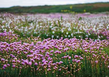 Field of Pink and White Flowers