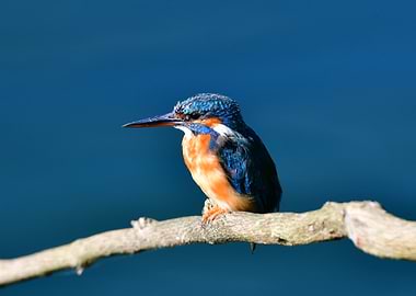 Kingfisher Perched on Branch