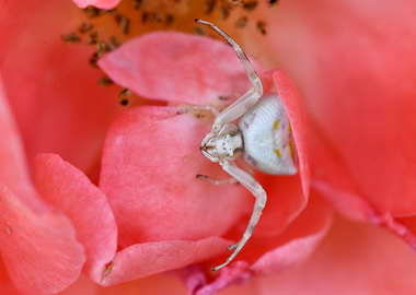 Female Crab Spider