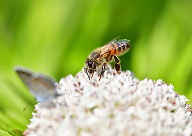 Bee on White Flower with Butterfly