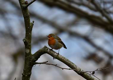 Robin perched on a tree branch