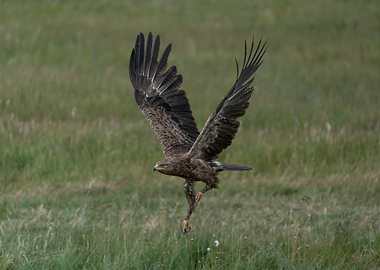 Lesser Spotted Eagle flying over green field
