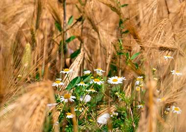Chamomile flowers in a wheat field
