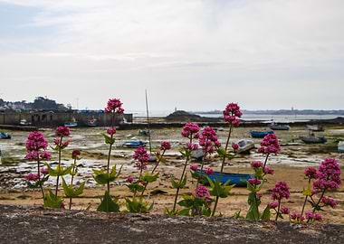 Coastal Flowers and Boats at Low Tide