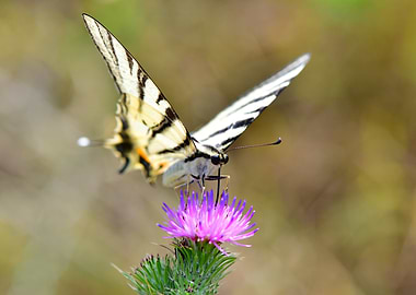 Butterfly on Purple Flower