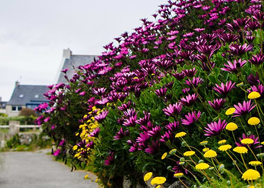 Purple and Yellow Flowers by Road