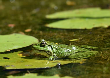 Green Frog on Lily Pad