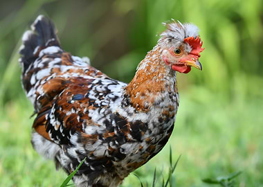 Speckled Chicken Portrait