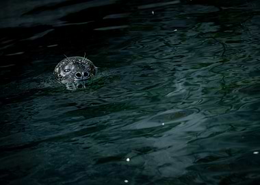 “Edge of the Chill” – Seal in the Shadows