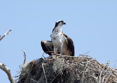 Osprey in Nest