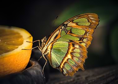 Malachite butterfly (Siproeta stelenes) on Orange Slice