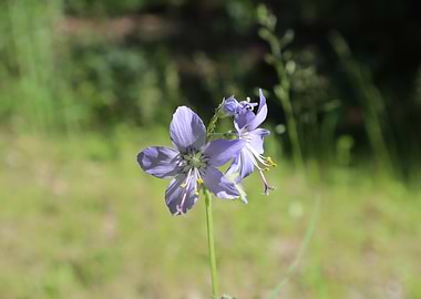 Blue wildflower in a meadow