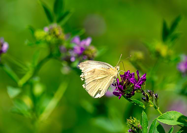 Close-up of a butterfly