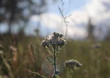 Wildflower in a Meadow