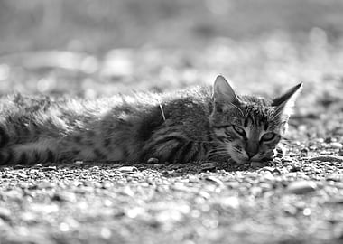 Resting Tabby Cat in Black and White