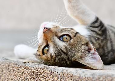 Playful Tabby Cat Close-Up