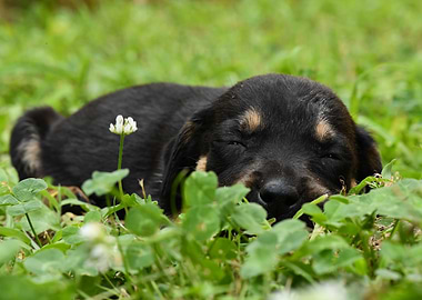 Sleeping Puppy in Green Grass