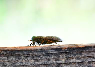 Close-up of a Horsefly on Wood