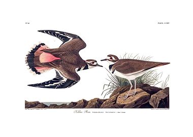 The Birds of America - Killdeer Plover